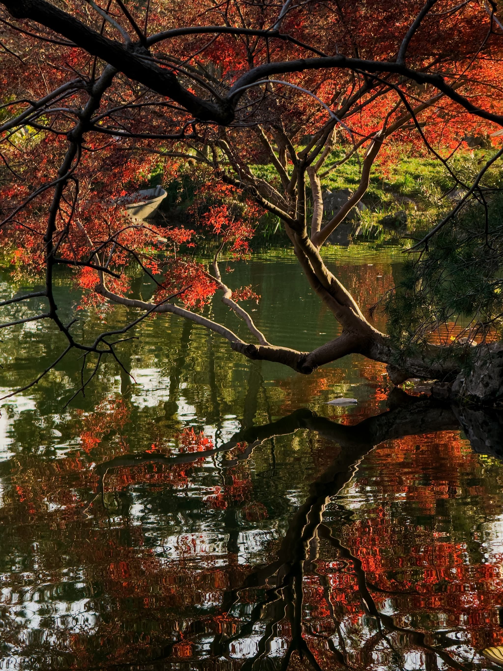 A nighttime wedding ceremony by the water under a starry sky with a shooting star streaking across the Milky Way